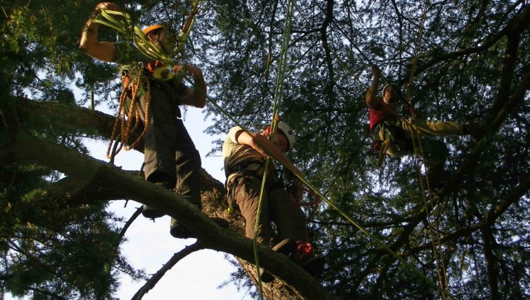 Initiation à la grimpe d’arbre